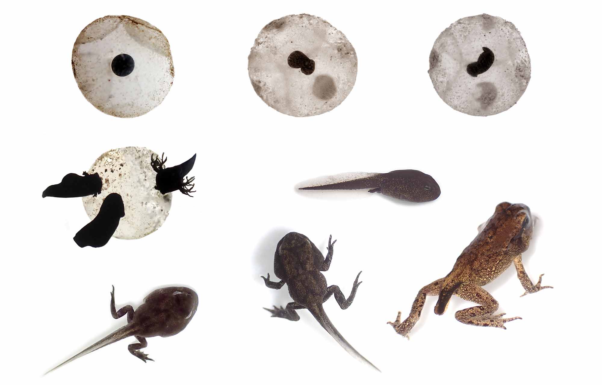 Metamorphose eines Grasfrosches